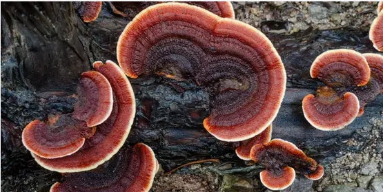 mashroom2