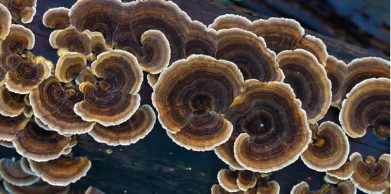 mashroom4